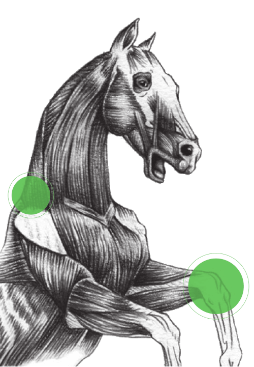 Kinesiologie und Faszientherapie am Pferden